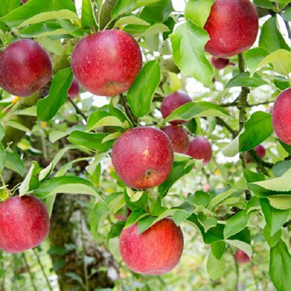 りんご園おすすめアップルパイセット